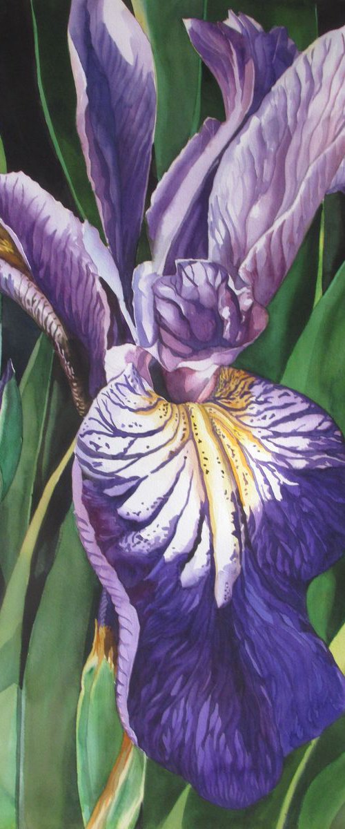 Dutch iris with greens by Alfred  Ng