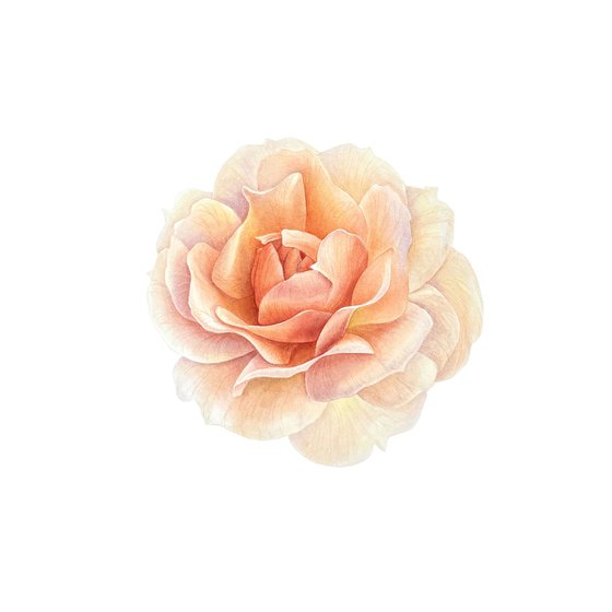 Peach rose