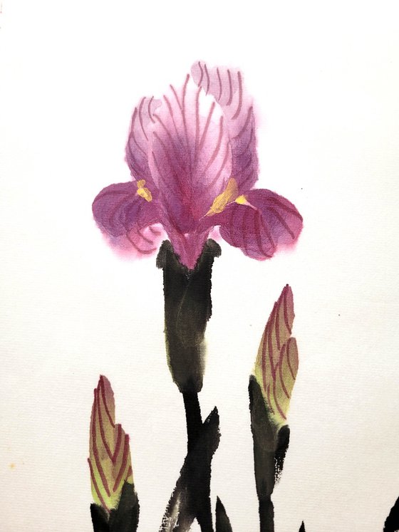 Purple Desert Sand Irus
