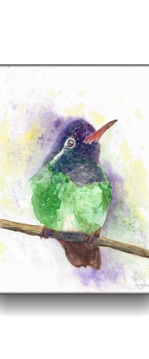 Hummingbird by Jing Tian