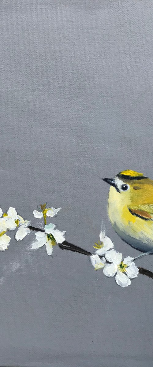Goldcrest on Cherry Blossom by Laure Bury