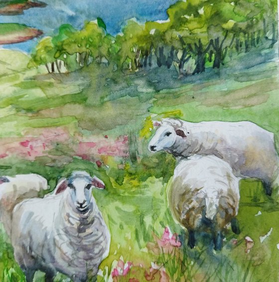 Scottish landscape with sheep