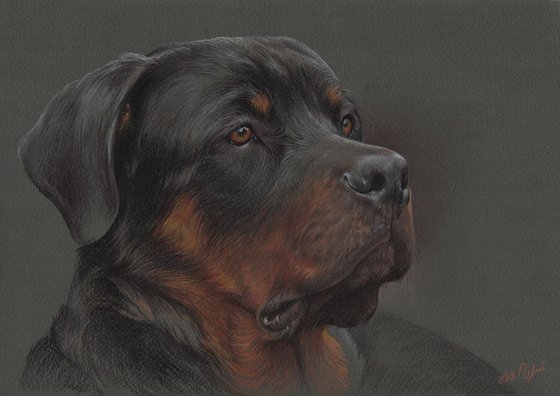 Pastel portrait of rottweiler dog. 30x21 cm