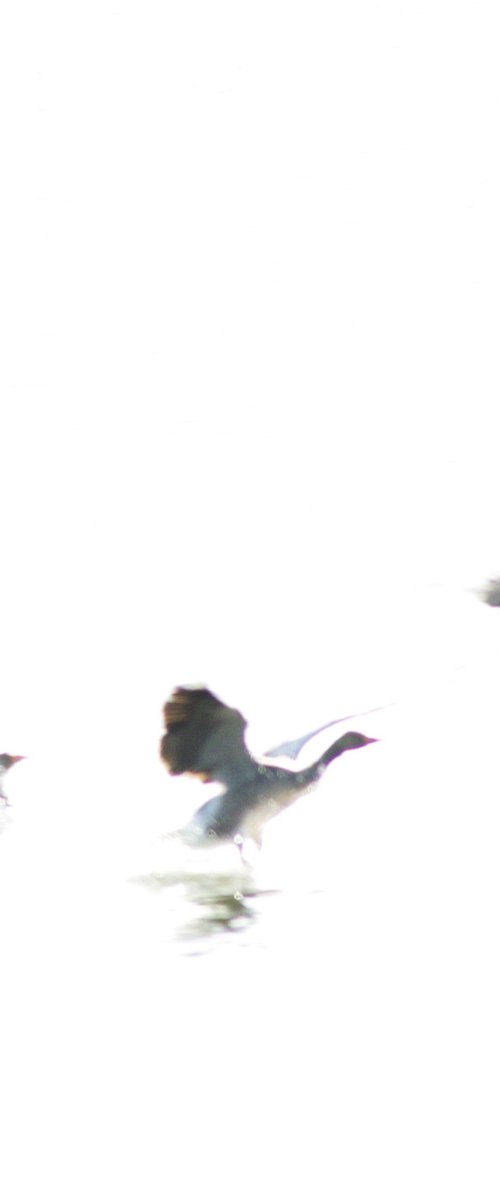 Geese in flight by oconnart