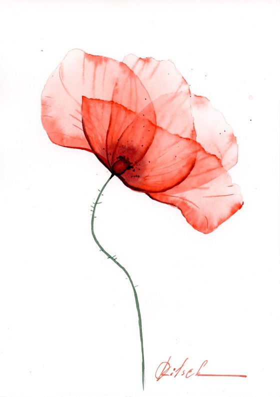 A red Poppy