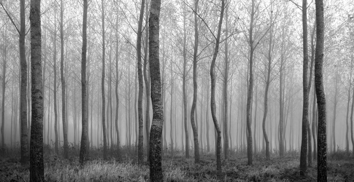 Misty Trees by Tracie Callaghan