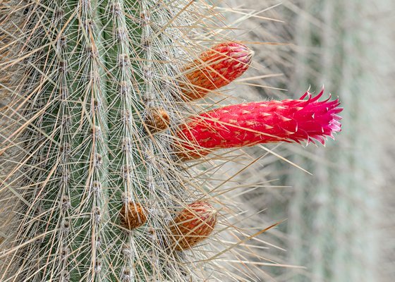Cactus in the garden