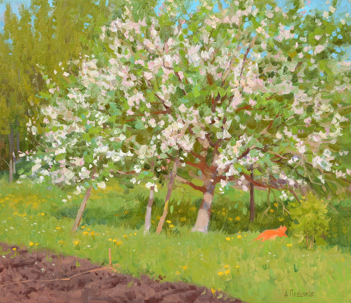 Apple tree bloom by Alexey Pleshkov