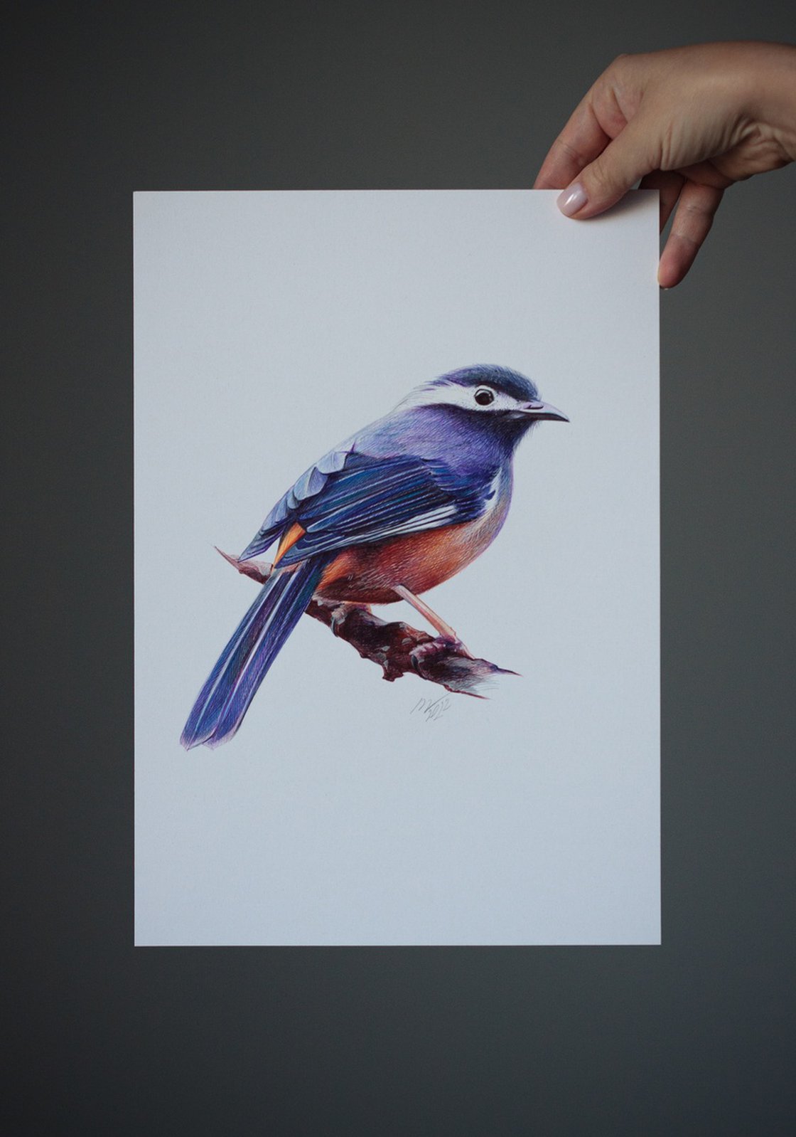 Blue Jay Drawing by Daria Maier