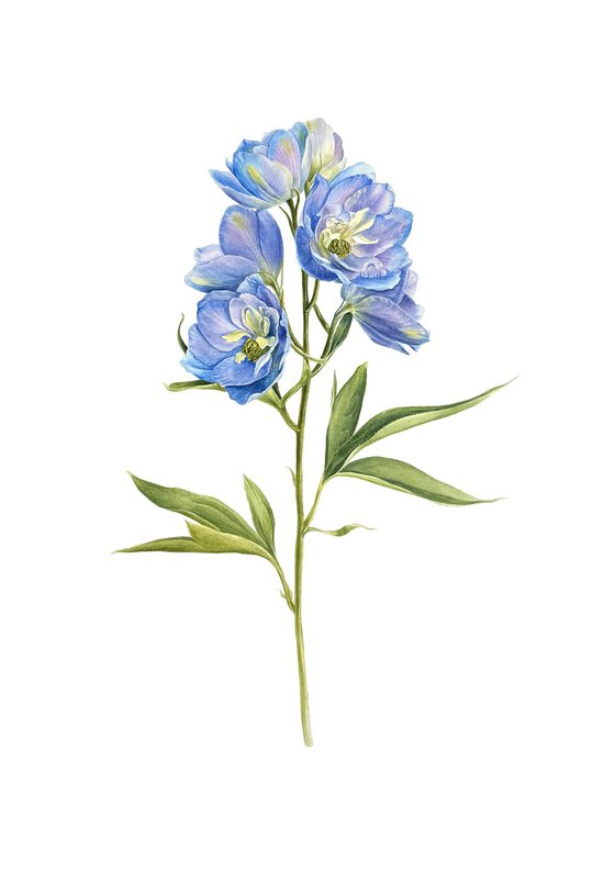 Delphinium