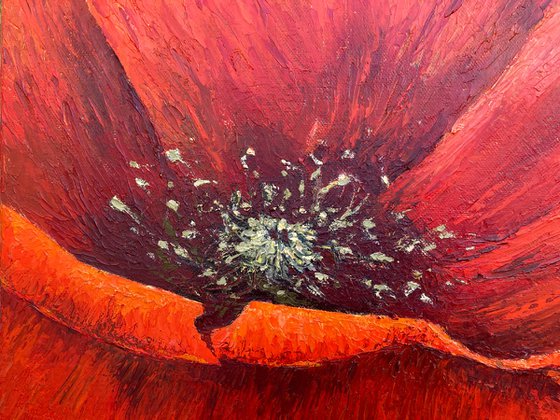 Poppies