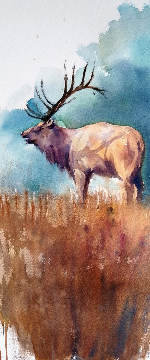 deer 7 by Giorgio Gosti