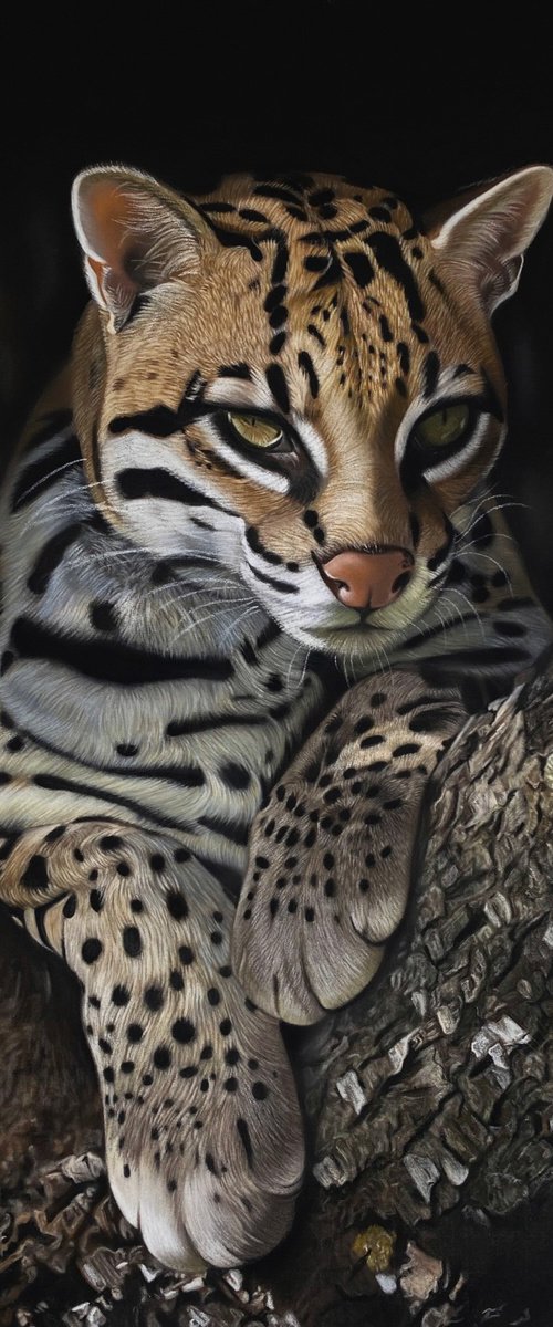 Ocelot by Clare Parkes