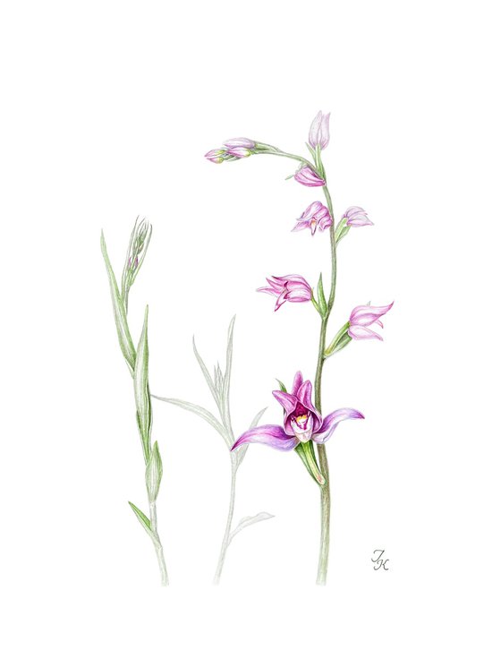 Red helleborine