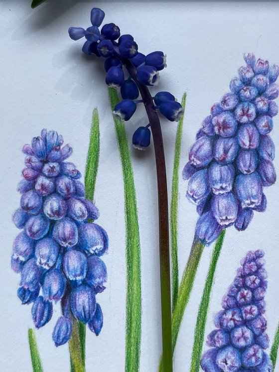 Muscari flowers