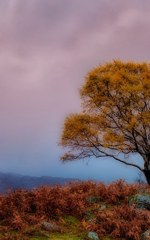 Tree of Scotland by David DesRochers