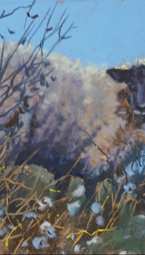 Sheep Study by Stephen Hawkins