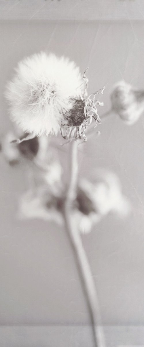 Cruciform by Tatiana Johnson