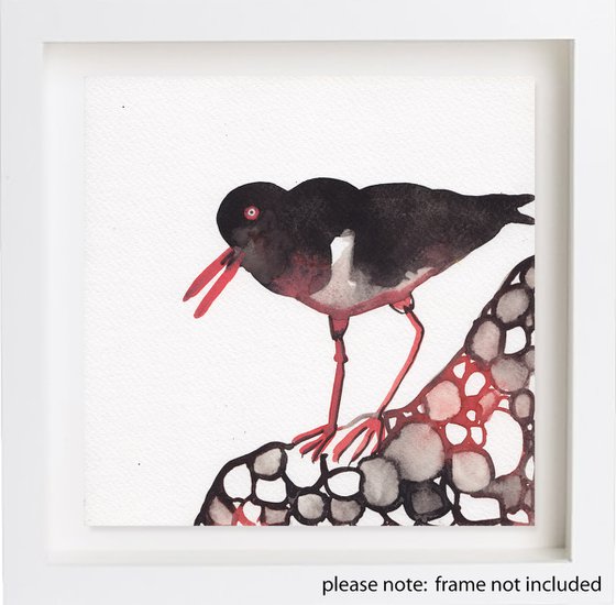 Oyster Catcher