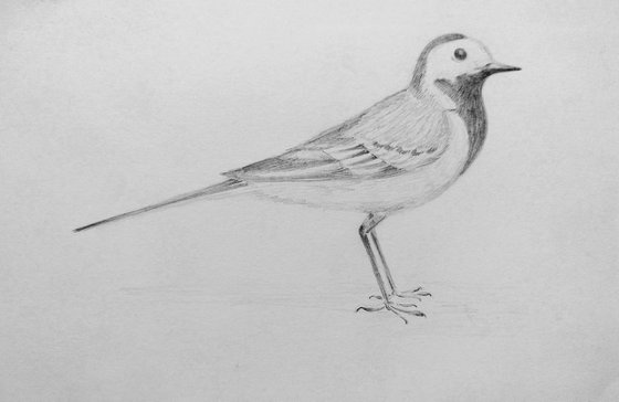 Birdie1. Original pencil drawing.