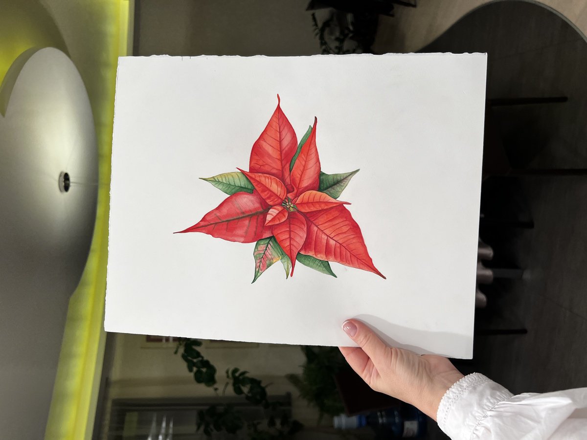 Photorealistic Watercolour , Poinsettia. By Nataliia Kupchyk, 12 X 16, Artwork For Sale On Artfinder