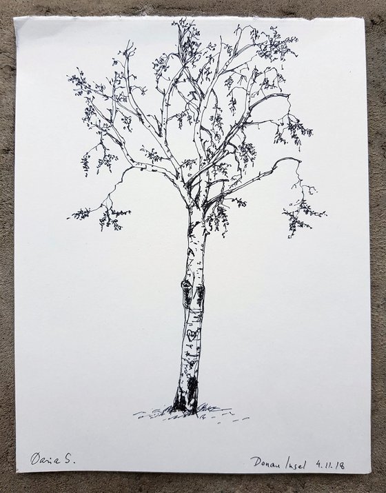 Birch on the Danube Island