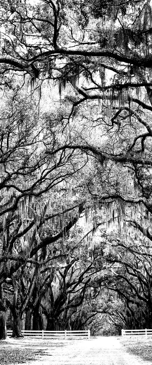 WHERE TREES MEET Savannah GA by William Dey