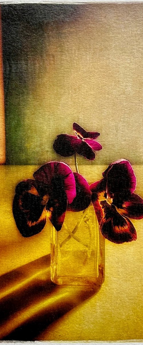 THREE PANSIES by SARAH PARSONS