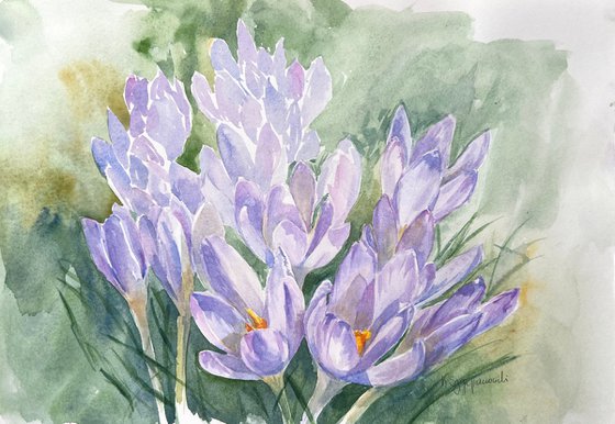 Delicate crocuses