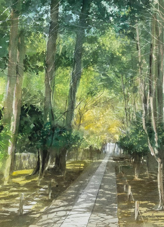Early Summer Light on the Temple Path