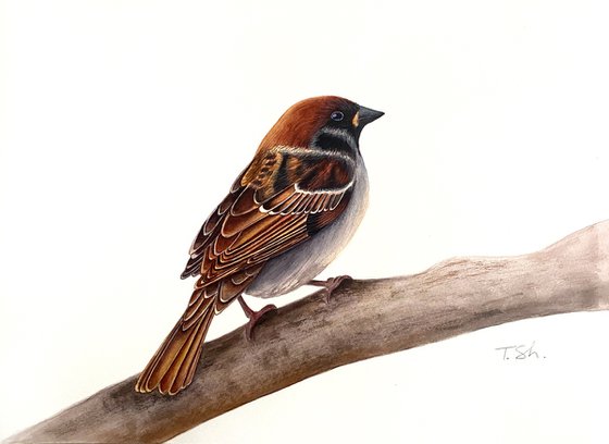 Sparrow bird