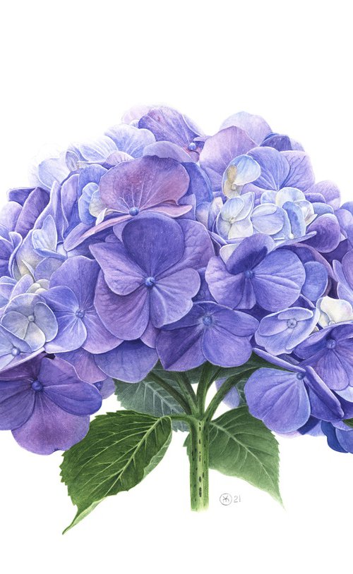 Blue Hydrangea by Yuliia Moiseieva