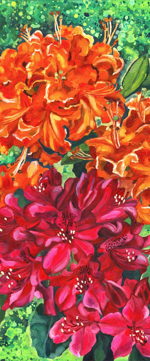 Double Trouble (Azalea & Rhododendron Blossoms) by Christina M Plichta