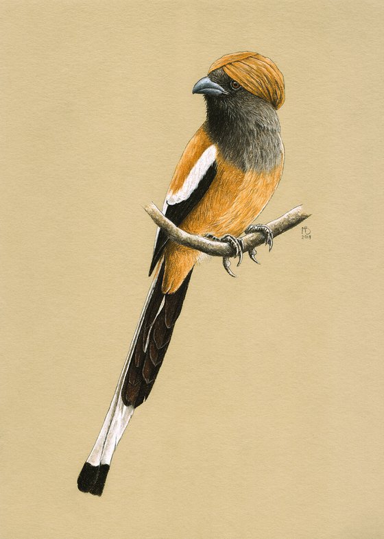 Original pastel drawing bird "Rufous treepie"
