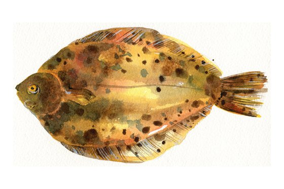 Lemon Sole Fish Watercolour