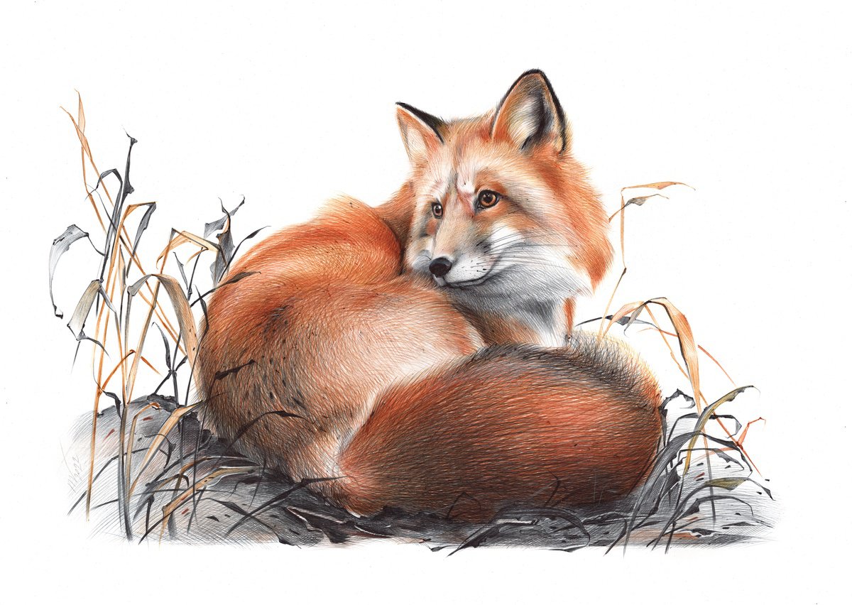 Red Fox (Realistic Ballpoint Pen Drawing) by Daria Maier