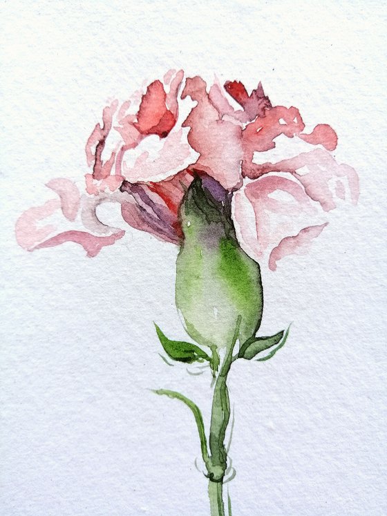 Pink carnation Watercolour by Alexandra Bari | Artfinder