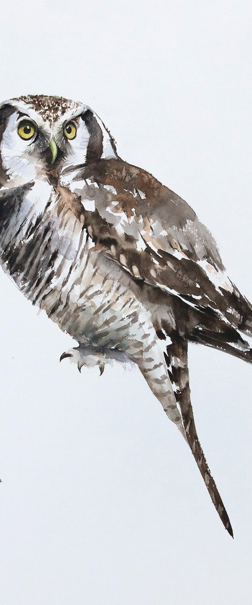 Hawk-owl by Andrzej Rabiega