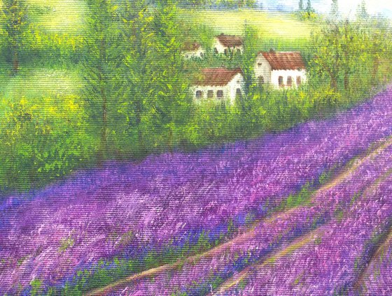 Lavender in Provence