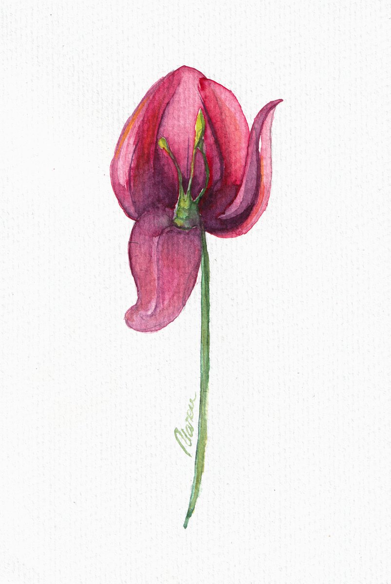 Red Tulip by Anamaria