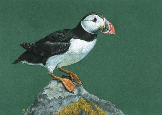 Original pastel drawing "Atlantic puffin"