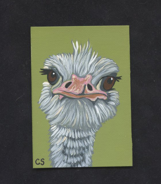 ACEO ATC Original Miniature Painting Ostrich Bird Wildlife Art-Carla Smale