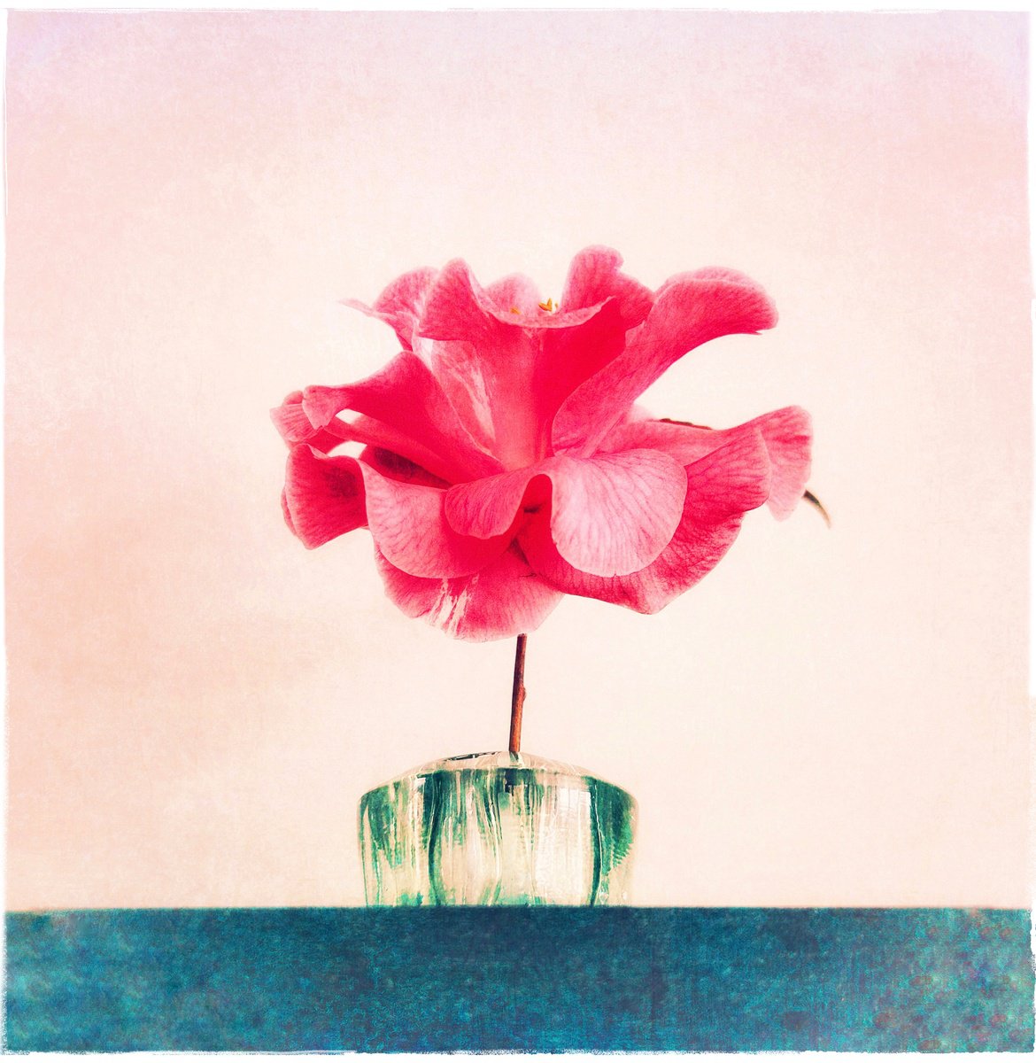 Expressive Botanical Photograph By Sarah Parsons, 12 X 12", First Camelia Of The Year, Original Artwork