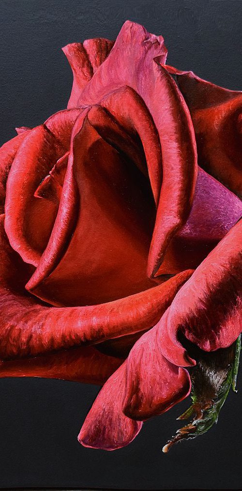 Rose - 50 x 60 cm, Ready to Hang / photorealism flower , hyperrealism, flower, realism, rose by Elena Adele Dmitrenko