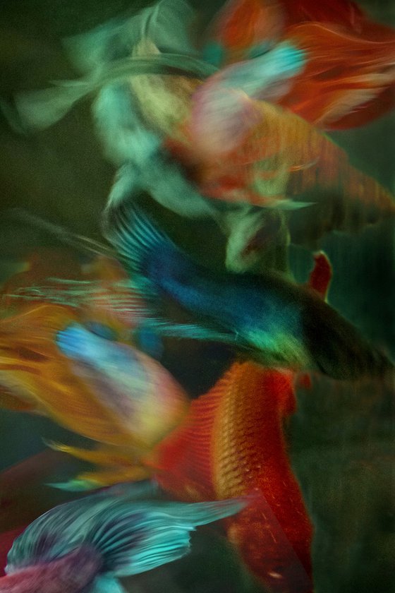 Betta Blur 49