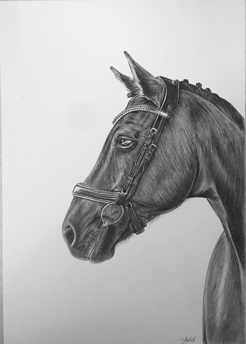 Horse portrait Pencil drawing by Amelia Taylor | Artfinder