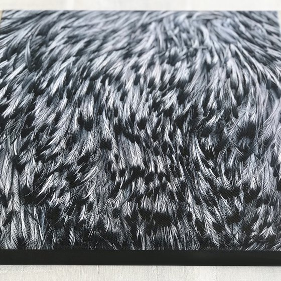 Emu feathers
