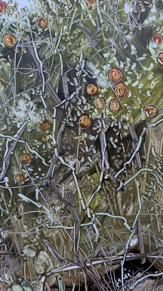 An Abandoned Spanish Orange Orcha