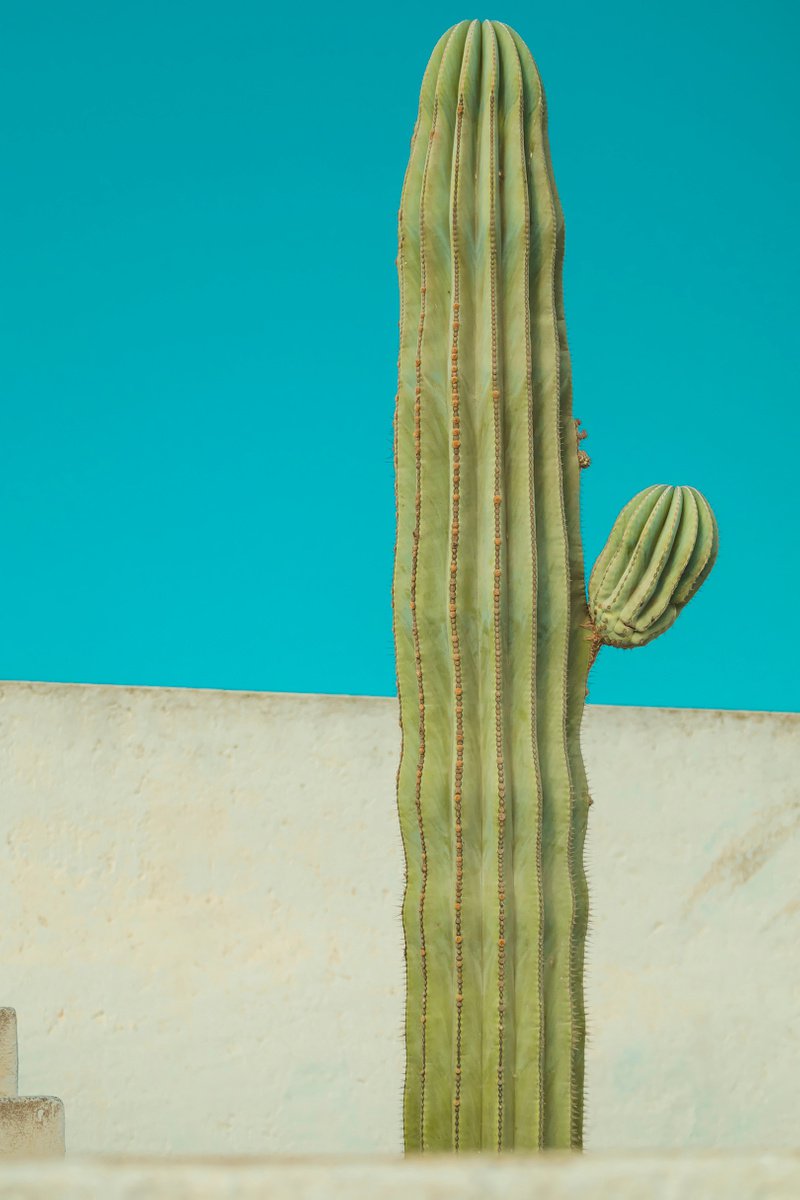 Cactus by Lionel Le Jeune