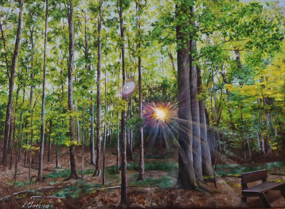 Sunlit Grove in Morning Light